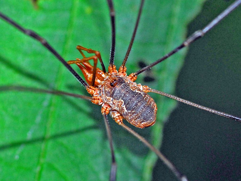 Phalangium opilio ♂ - Phalangiidae